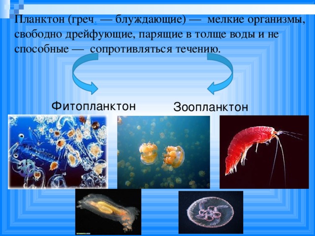 Планктон (греч . — блуждающие) — мелкие организмы, свободно дрейфующие, парящие в толще воды и не способные — сопротивляться течению. Фитопланктон Зоопланктон