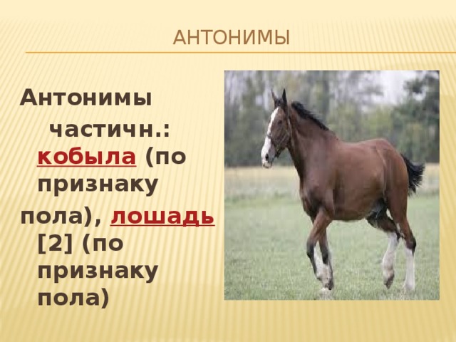 Антонимы   Антонимы  частичн.: кобыла (по признаку пола), лошадь [2] (по признаку пола)