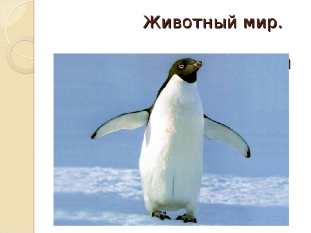 Животный мир.   Пингвин Адели