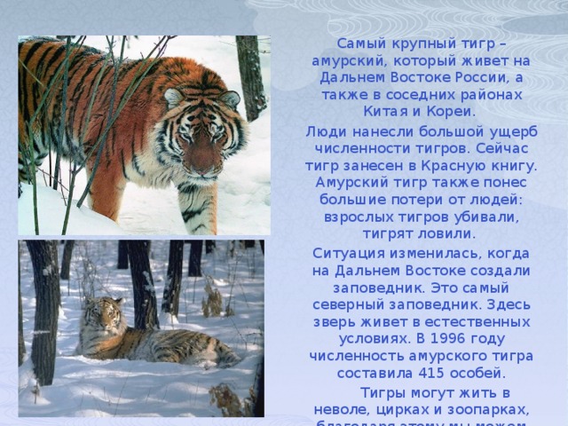 Самый крупный тигр – амурский, который живет на Дальнем Востоке России, а также в соседних районах Китая и Кореи. Люди нанесли большой ущерб численности тигров. Сейчас тигр занесен в Красную книгу. Амурский тигр также понес большие потери от людей: взрослых тигров убивали, тигрят ловили. Ситуация изменилась, когда на Дальнем Востоке создали заповедник. Это самый северный заповедник. Здесь зверь живет в естественных условиях. В 1996 году численность амурского тигра составила 415 особей.       Тигры могут жить в неволе, цирках и зоопарках, благодаря этому мы можем увидеть могучего и красивого зверя вблизи.
