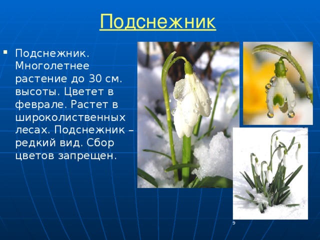 Подснежник Подснежник. Многолетнее растение до 30 см. высоты. Цветет в феврале. Растет в широколиственных лесах. Подснежник – редкий вид. Сбор цветов запрещен.
