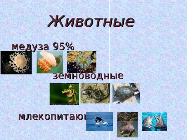 Животные медуза 95%   земноводные  млекопитающие