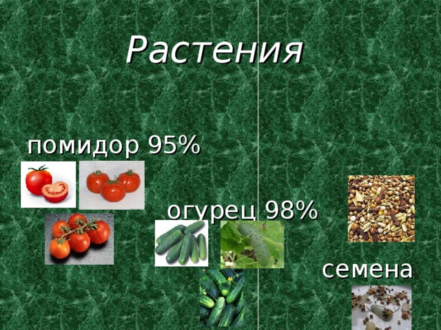 Растения помидор 95%  огурец 98%  семена