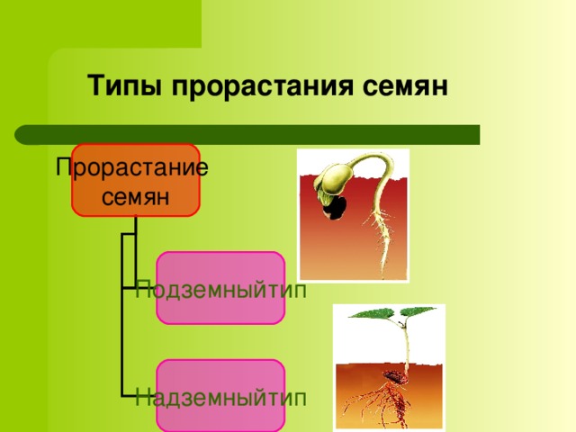 Типы прорастания семян Прорастание  семян Подземныйтип По способу прорастания растения делятся на два типа:  подземный тип,  надземный тип. При любом типе прорастания из зародыша семени развивается молодое растение. Оно называется 