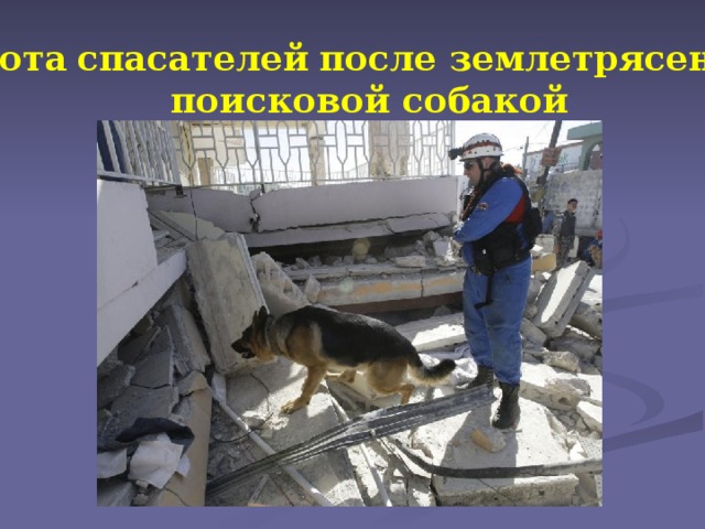 Работа  спасателей  после землетрясения с поисковой собакой