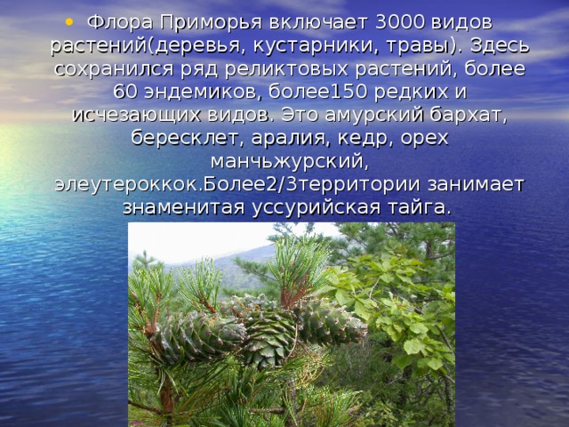 Флора Приморья включает 3000 видов растений(деревья, кустарники, травы). Здесь сохранился ряд реликтовых растений, более 60 эндемиков, более150 редких и исчезающих видов. Это амурский бархат, бересклет, аралия, кедр, орех манчьжурский, элеутероккок.Более2/3территории занимает знаменитая уссурийская тайга.