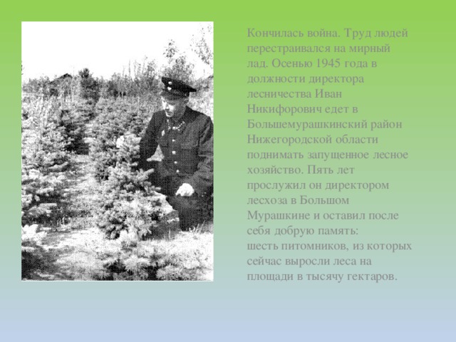 Кончилась война. Труд людей перестраивался на мирный лад. Осенью 1945 года в должности директора лесничества Иван Никифорович едет в Большемурашкинский район Нижегородской области поднимать запущенное лесное хозяйство. Пять лет прослужил он директором лесхоза в Большом Мурашкине и оставил после себя добрую память: шесть питомников, из которых сейчас выросли леса на площади в тысячу гектаров.