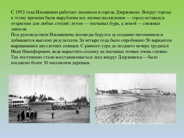 С 1952 года Ильяшевич работает лесником в городе Дзержинске. Вокруг города к этому времени были вырублены все лесные насаждения — город оставался открытым для любых стихий: летом — песчаных бурь, а зимой — снежных заносов.  Под руководством Ильяшевича лесоводы берутся за создание питомников и добиваются высоких результатов. За четыре года было опробовано 56 вариантов выращивания двухлетних сеянцев. С раннего утра до позднего вечера трудился Иван Никифорович, ведь вырастить сосенку на песчаных почвах очень сложно.  Так постепенно стали восстанавливаться леса вокруг Дзержинска— было посажено более 30 миллионов деревьев.