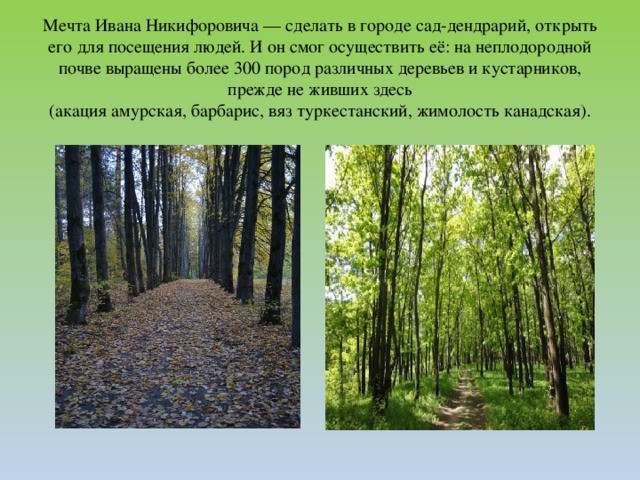 Мечта Ивана Никифоровича — сделать в городе сад-дендрарий, открыть его для посещения людей. И он смог осуществить её: на неплодородной почве выращены более 300 пород различных деревьев и кустарников, прежде не живших здесь (акация амурская, барбарис, вяз туркестанский, жимолость канадская).