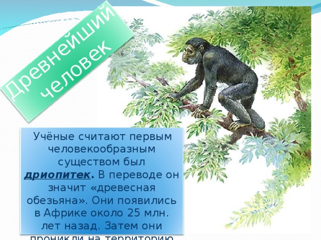 Древнейший человек  Учёные считают первым человекообразным существом был дриопитек . В переводе он значит  «древесная обезьяна». Они появились в Африке около 25 млн. лет назад. Затем они проникли на территорию Европы и Азии. 9