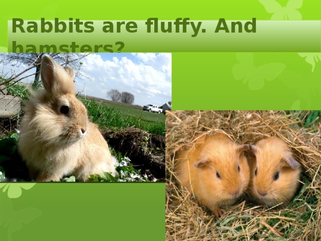 Rabbits are fluffy. And hamsters?
