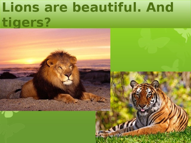 Lions are beautiful. And tigers?