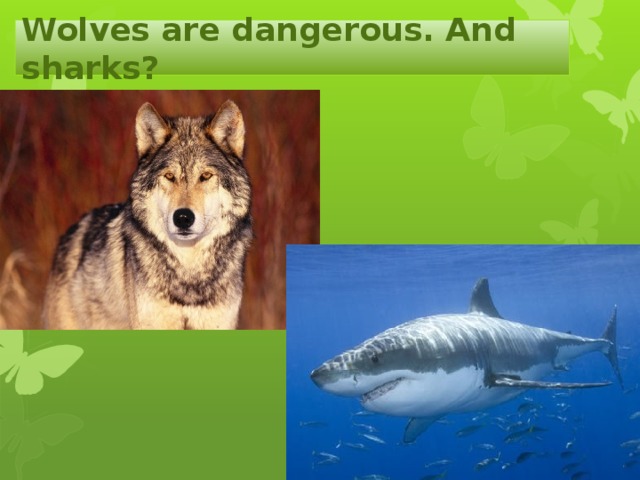 Wolves are dangerous. And sharks?