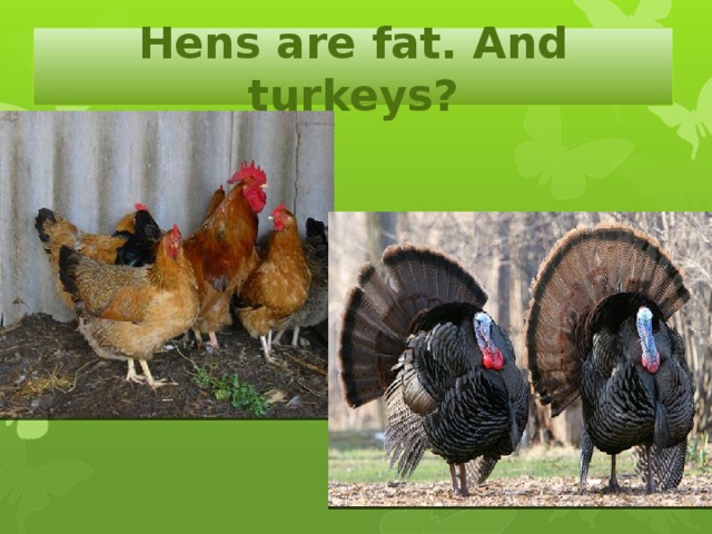 Hens are fat. And turkeys?