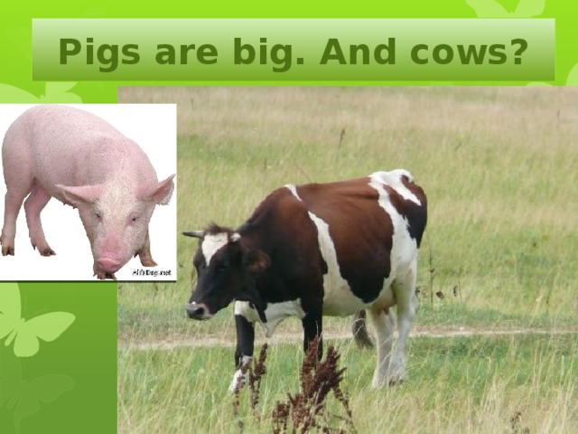 Pigs are big. And cows?