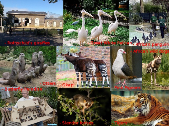 - Great White Pelican  - Rothschild's giraffes  - African penguins  - African wild dogs  - Otters  - Okapi - Pink Pigeons - Butterfly Paradise  - Slender lorises  - Tigers