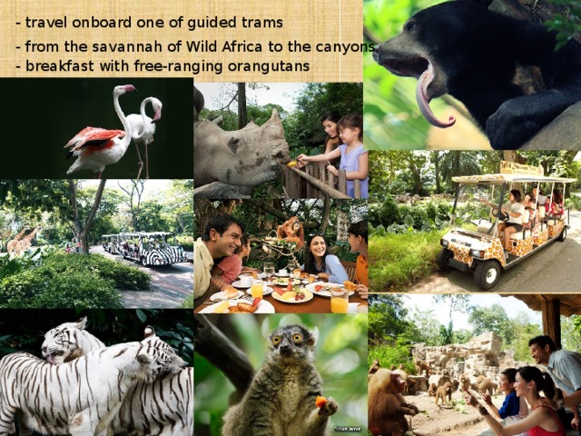 - travel onboard one of guided trams  - from the savannah of Wild Africa to the canyons  - breakfast with free-ranging orangutans