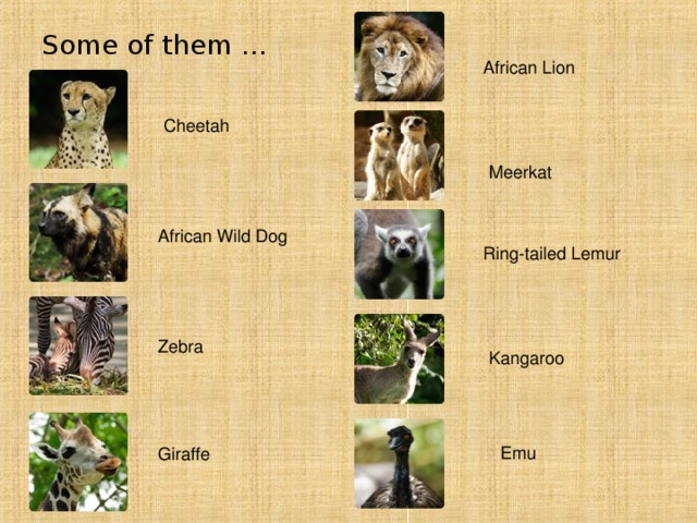 Some of them … African Lion  Cheetah  Meerkat  African Wild Dog  Ring-tailed Lemur  Zebra  Kangaroo Emu Giraffe