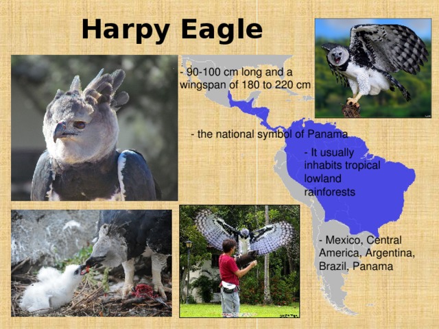 Harpy Eagle  - 90-100 cm long and a wingspan of 180 to 220 cm  - the national symbol of Panama - It usually inhabits tropical lowland rainforests  - Mexico, Central America, Argentina, Brazil, Panama