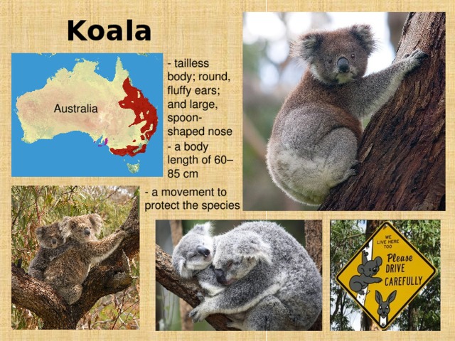 Koala  - tailless body; round, fluffy ears; and large, spoon-shaped nose  Australia  - a body length of 60–85 cm  - a movement to protect the species