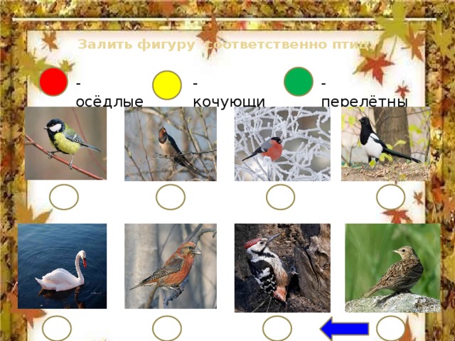 Залить фигуру соответственно птиц.   -осёдлые -кочующие -перелётные