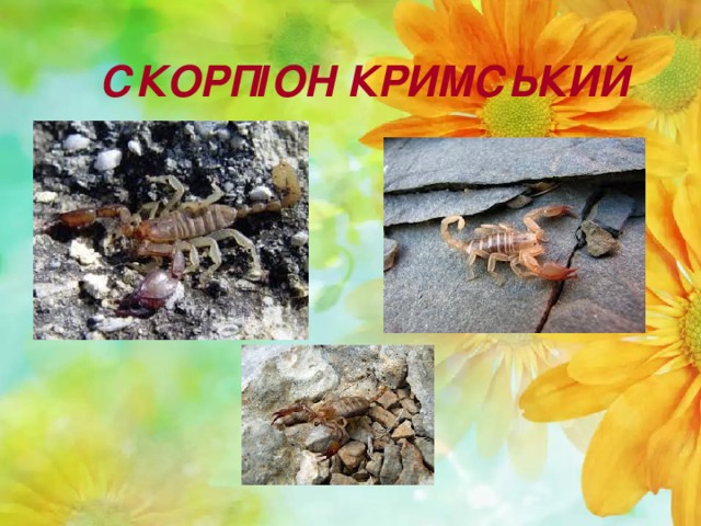 СКОРПІОН КРИМСЬКИЙ