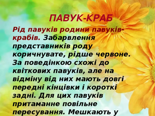 ПАВУК-КРАБ Рід павуків родини павуків-крабів. Забарвлення представників роду коричнувате, рідше червоне. За поведінкою схожі до квіткових павуків, але на відміну від них мають довгі передні кінцівки і короткі задні. Для цих павуків притаманне повільне пересування. Мешкають у Північній Америці. Тепер науці відомо 353 види, які відносять до даного роду.