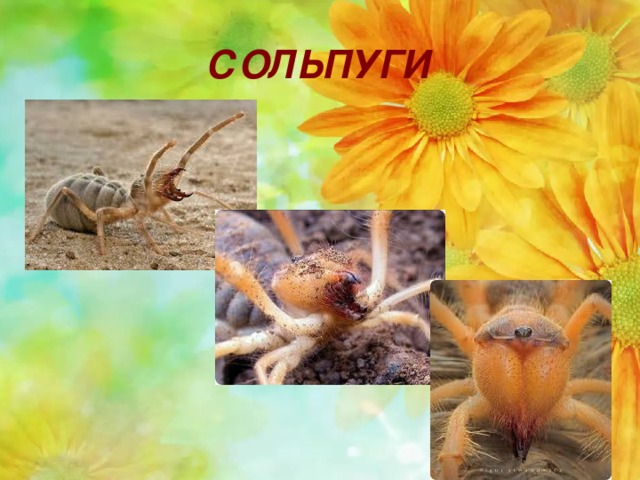 СОЛЬПУГИ