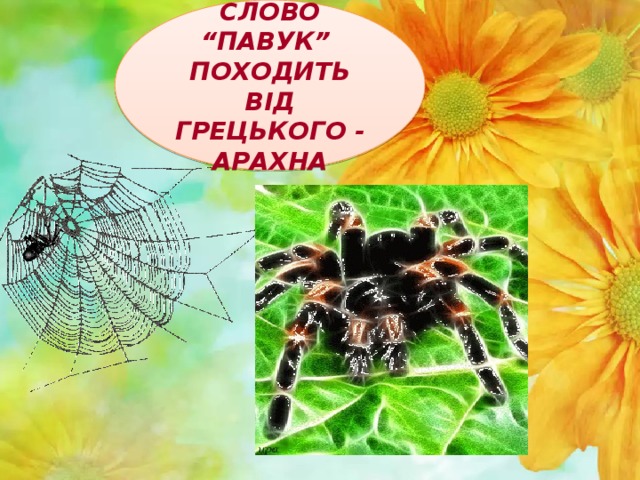 СЛОВО “ПАВУК” ПОХОДИТЬ ВІД ГРЕЦЬКОГО - АРАХНА