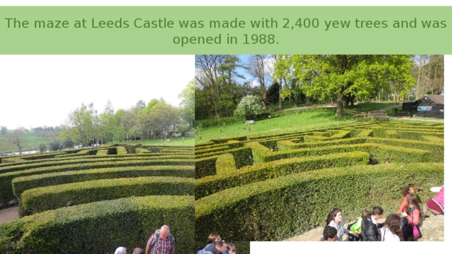 The maze at Leeds Castle was made with 2,400 yew trees and was opened in 1988.