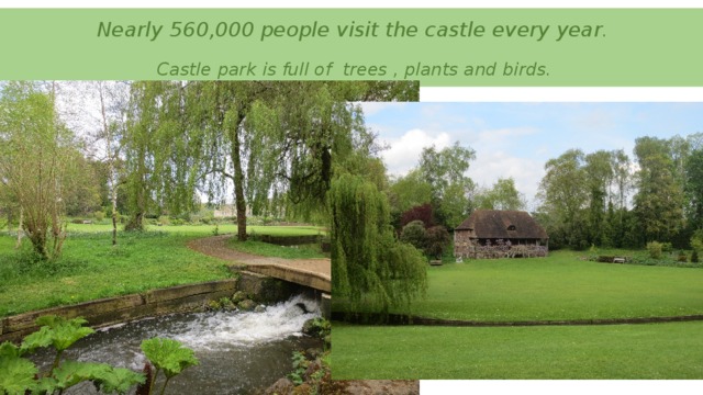 Nearly 560,000 people visit the castle every year .   Castle park is full of trees , plants and birds.