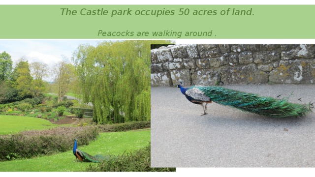 The Castle park occupies 50 acres of land.   Peacocks are walking around .