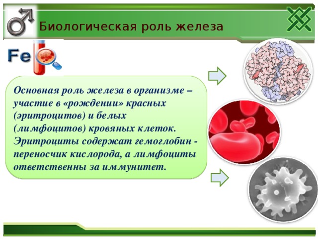 Биологическая роль железа Основная роль железа в организме – участие в «рождении» красных (эритроцитов) и белых (лимфоцитов) кровяных клеток. Эритроциты содержат гемоглобин - переносчик кислорода, а лимфоциты ответственны за иммунитет.