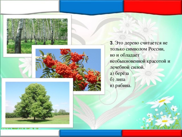 3 . Это дерево считается не только символом России, но и обладает необыкновенной красотой и лечебной силой.  а) берёза  б) липа  в) рябина.