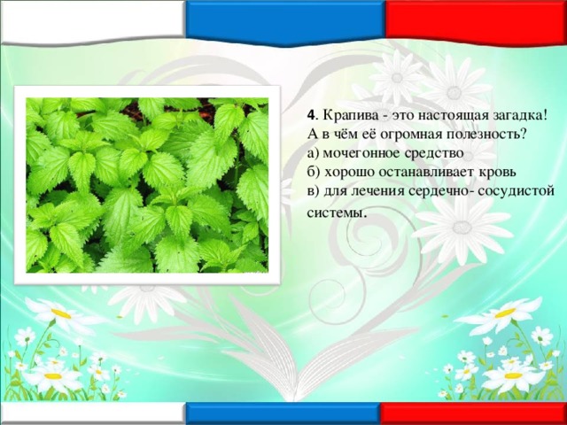 4 . Крапива - это настоящая загадка! А в чём её огромная полезность?  а) мочегонное средство   б) хорошо останавливает кровь  в) для лечения сердечно- сосудистой системы .