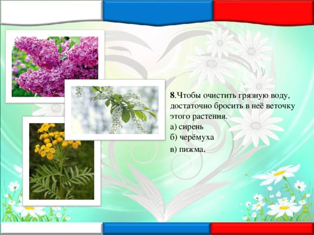 8 .Чтобы очистить грязную воду, достаточно бросить в неё веточку этого растения.  а) сирень  б) черёмуха   в) пижма .