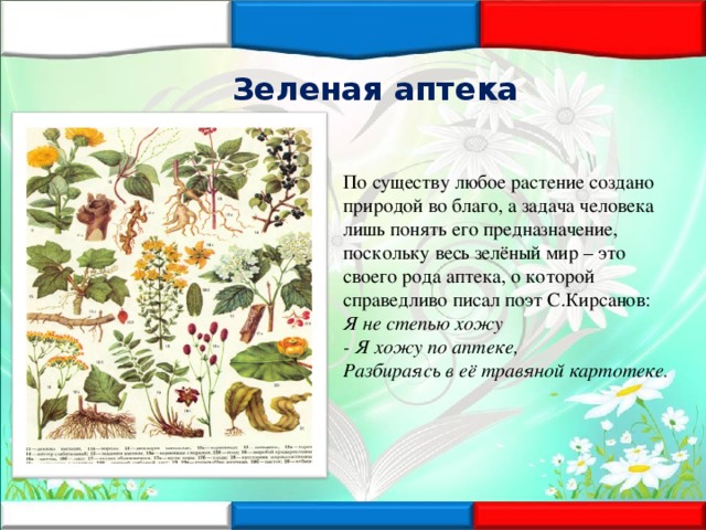 Зеленая аптека По существу любое растение создано природой во благо, а задача человека лишь понять его предназначение, поскольку весь зелёный мир – это своего рода аптека, о которой справедливо писал поэт С.Кирсанов:  Я не степью хожу  - Я хожу по аптеке,  Разбираясь в её травяной картотеке .