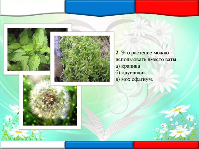 2 . Это растение можно использовать вместо ваты.  а) крапива  б) одуванчик  в) мох сфагнум.