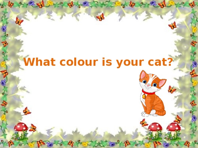 What colour is your cat?