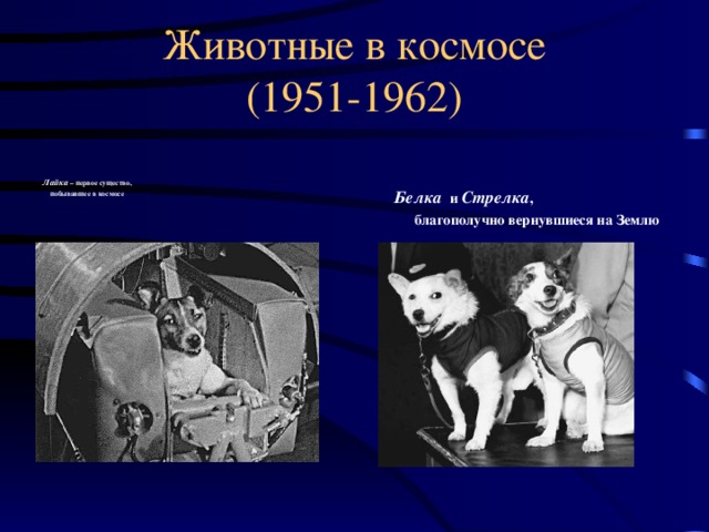 Животные в космосе  (1951-1962)       Белка и Стрелка ,  благополучно вернувшиеся на Землю     Лайка – первое существо,  побывавшее в космосе