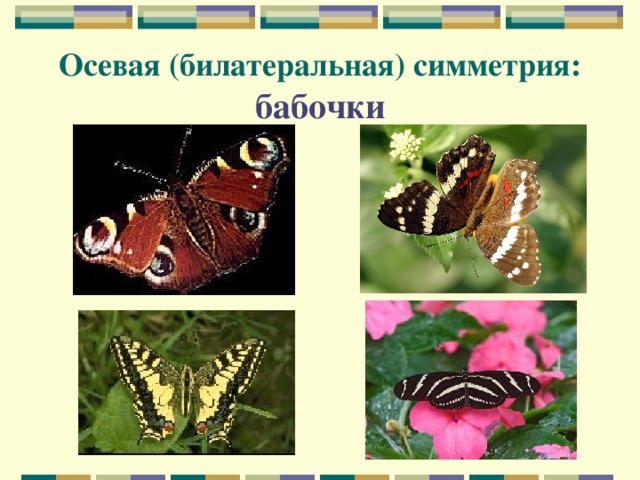 Осевая (билатеральная) симметрия: бабочки