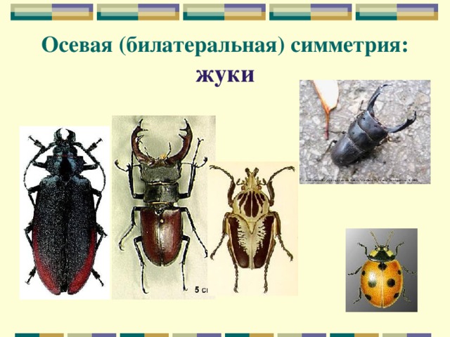 Осевая (билатеральная) симметрия:  жуки