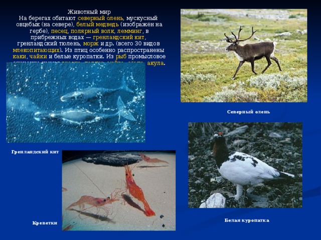Животный мир На берегах обитают северный олень , мускусный овцебык (на севере), белый медведь (изображён на гербе), песец , полярный волк , лемминг , в прибрежных водах — гренландский кит , гренландский тюлень , морж и др. (всего 30 видов млекопитающих ). Из птиц особенно распространены каки , чайки и белые куропатки . Из рыб промысловое значение имеют треска , палтус , мойва , сёмга , акула . Промысел креветок . Северный олень Гренландский кит Белая куропатка Креветки