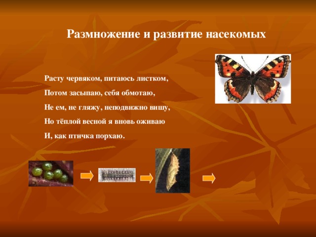 Размножение и развитие насекомых Расту червяком, питаюсь листком, Потом засыпаю, себя обмотаю, Не ем, не гляжу, неподвижно вишу, Но тёплой весной я вновь оживаю И, как птичка порхаю.