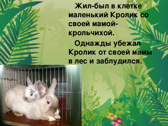 Жил-был в клетке маленький Кролик со своей мамой-крольчихой.  Однажды убежал Кролик от своей мамы в лес и заблудился.