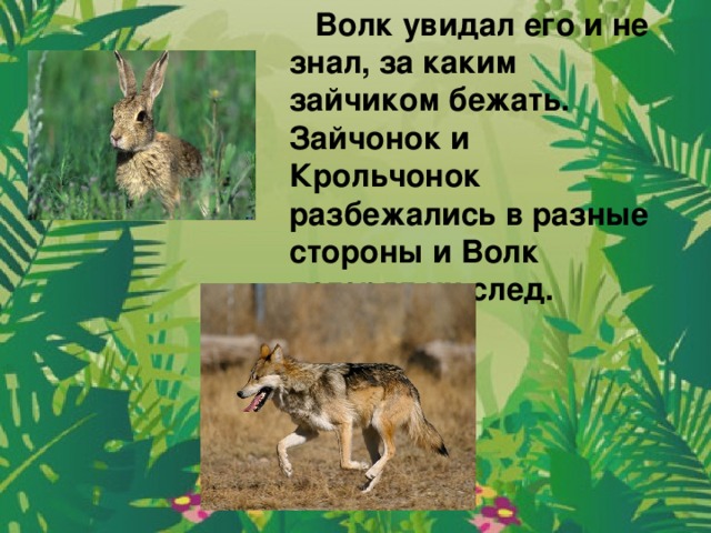 Волк увидал его и не знал, за каким зайчиком бежать. Зайчонок и Крольчонок разбежались в разные стороны и Волк потерял их след.