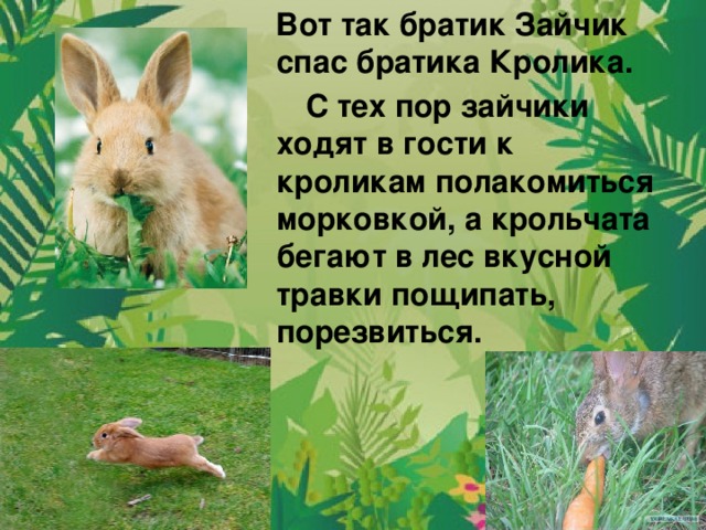 Вот так братик Зайчик спас братика Кролика. С тех пор зайчики ходят в гости к кроликам полакомиться морковкой, а крольчата бегают в лес вкусной травки пощипать, порезвиться.
