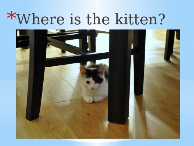 Where is the kitten?