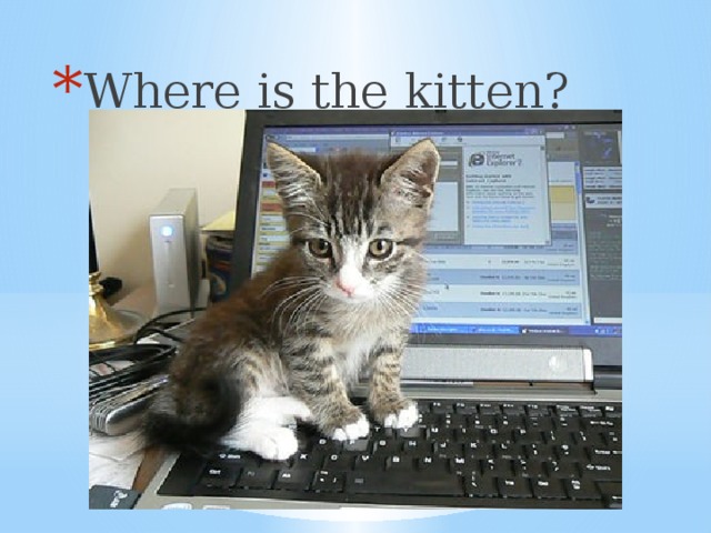 Where is the kitten?