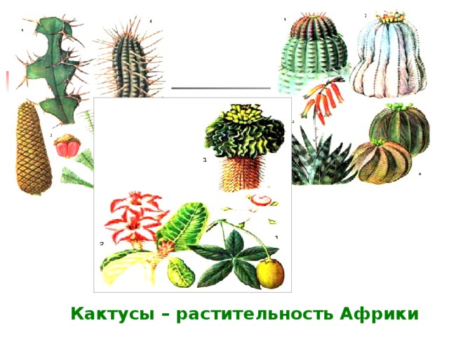 Кактусы – растительность Африки